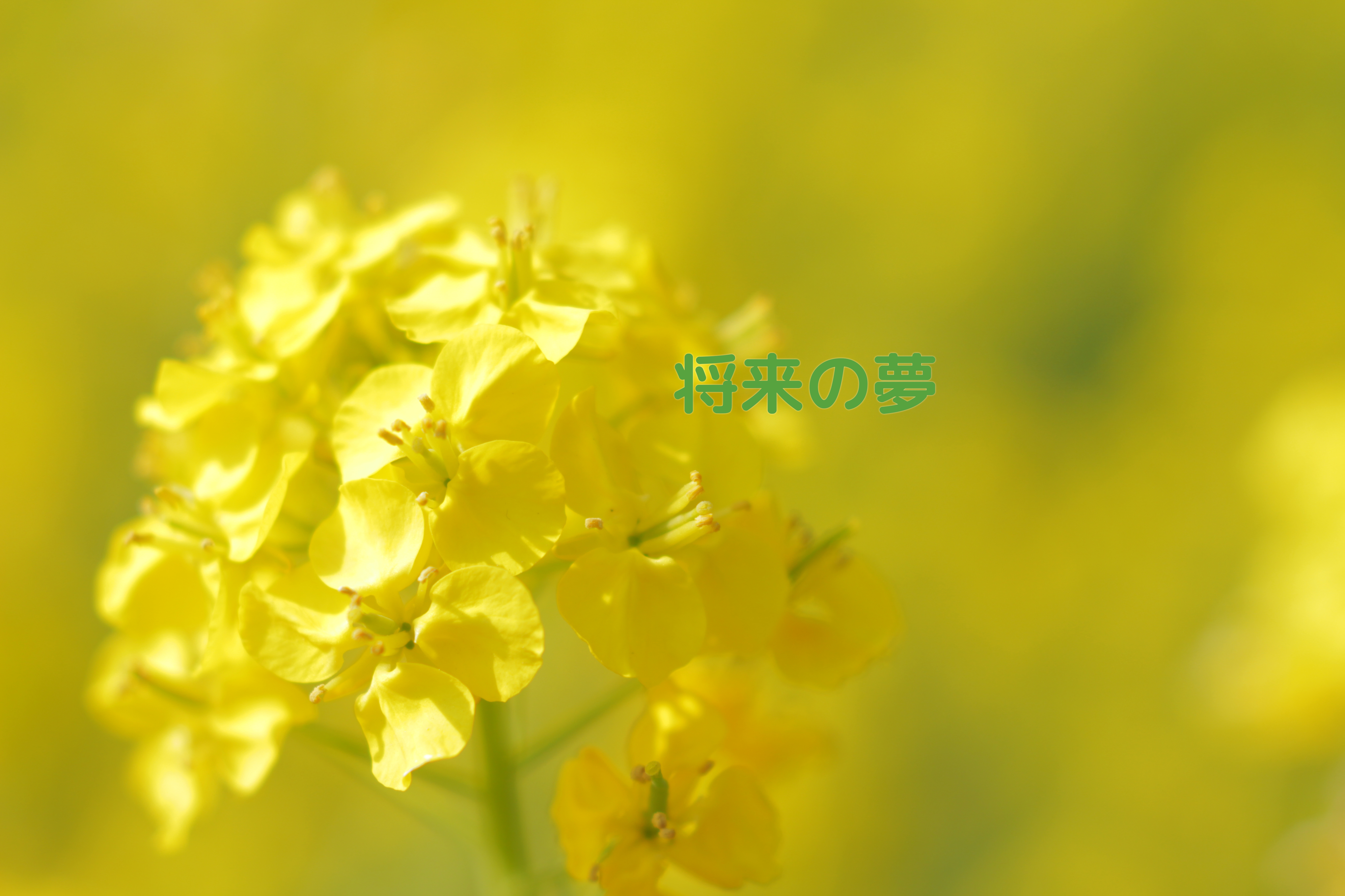 将来の夢