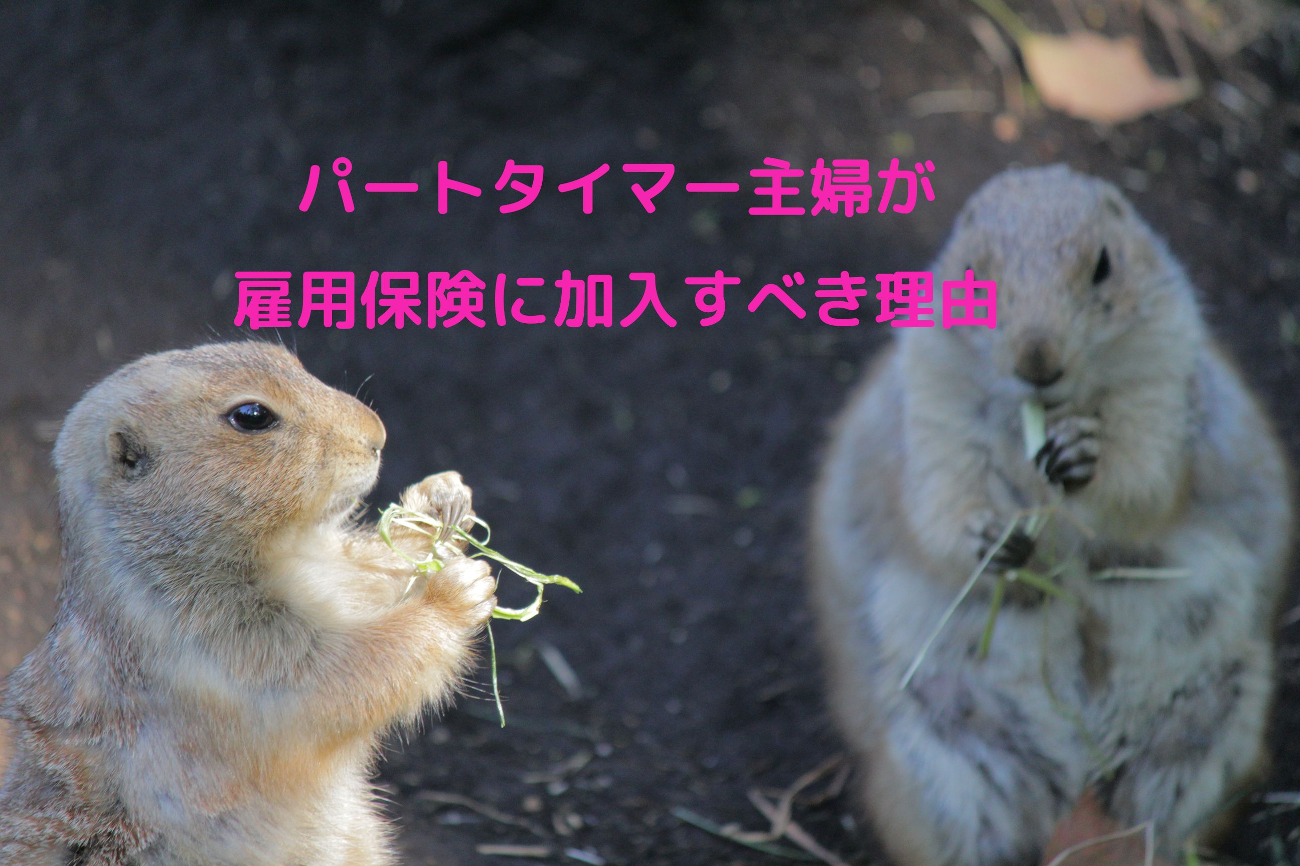 パートタイマー主婦が雇用保険に加入すべき理由